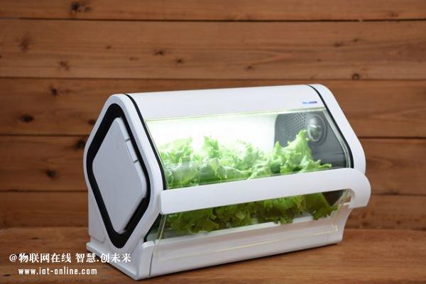 冲绳电信业者设立物联网蔬菜工厂